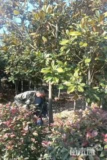 5公分广玉兰