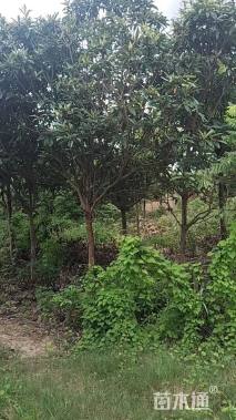 6公分枇杷