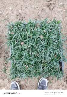 高度10厘米麦冬