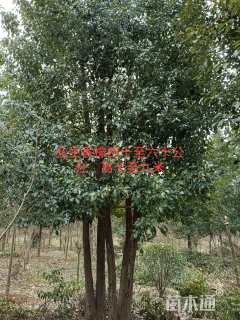 40公分(3杆)丛生香樟
