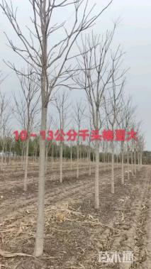 12公分千头椿