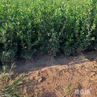 高度35厘米胶东卫矛