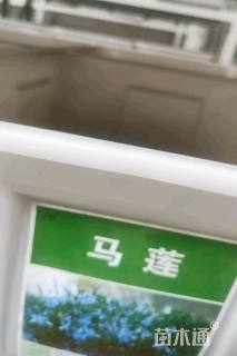 马莲种子