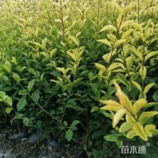 高度30厘米金禾女贞
