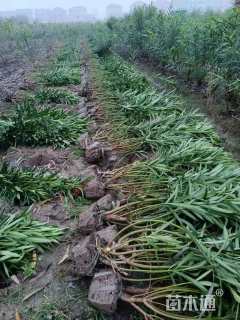 高度150厘米夹竹桃