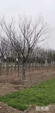 20公分朴树