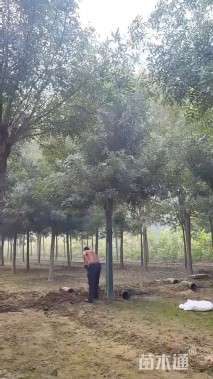 16公分秋紫白蜡