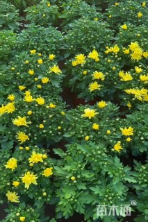 高度25厘米国庆菊