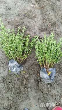 高度20厘米金边六月雪