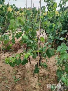 200厘米葡萄树