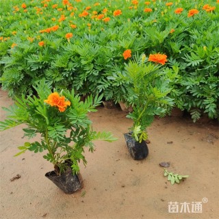高度14厘米孔雀草