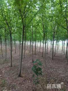 6公分金叶复叶槭