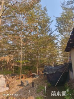 15公分小叶榄仁