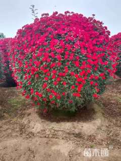 冠幅140厘米月季花球