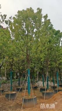 12公分全冠香樟移植苗