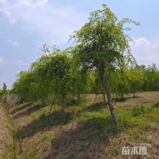13公分河桦