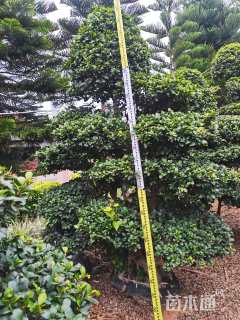 40公分造型小叶榕