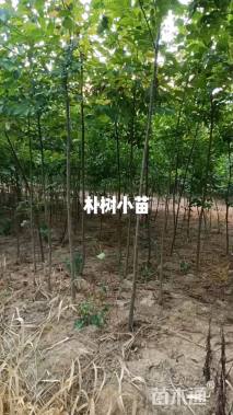 3公分朴树