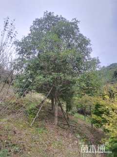 8公分桂花
