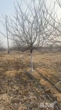 4公分樱花