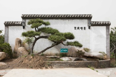 高度100厘米黑松