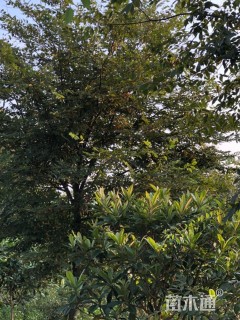 15公分榉树