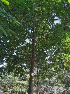 10公分澳洲火焰木