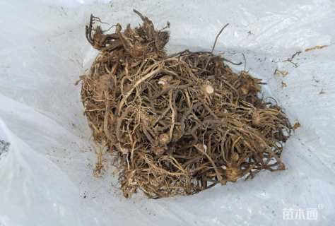 高度10厘米玉簪