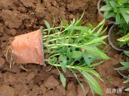 高度15厘米假龙头