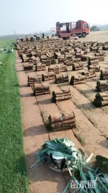 草卷状四季青草坪