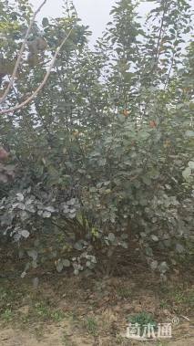 高度350厘米丛生黄栌