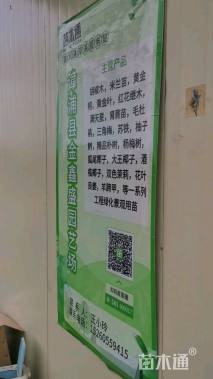 高度50厘米双荚决明