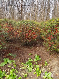 冠幅200厘米火棘球