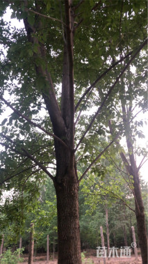 20公分白蜡