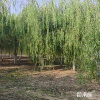 16公分垂柳