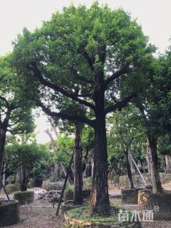 20公分和顺