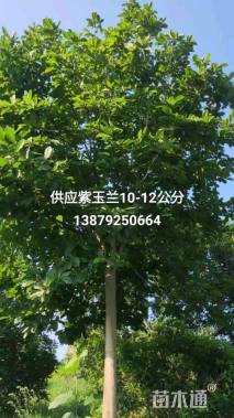 12公分紫玉兰