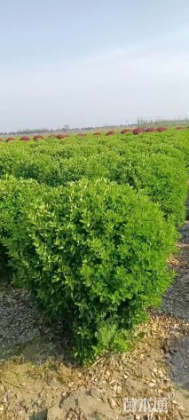 冠幅120厘米大叶黄杨球