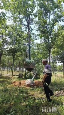 15公分楸树