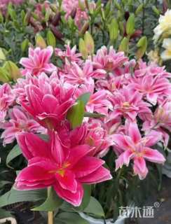 高度10厘米百合