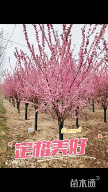 7公分榆叶梅