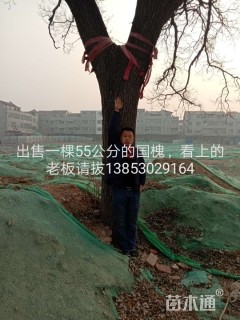 55公分国槐