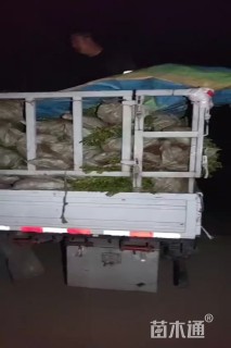 冠幅120厘米月季花球