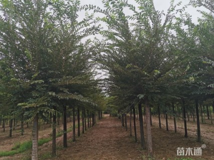 8公分长枝榆