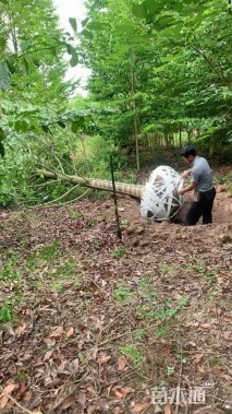 14公分乐昌含笑