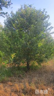 15公分八棱海棠