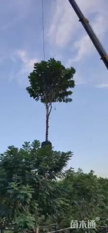 7公分黄花槐