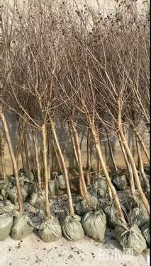 3公分红火箭紫薇