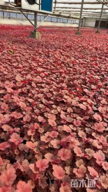 高度12厘米矾根