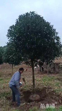 5公分丹桂